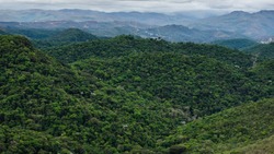 Atlantic forest remnant located in Nova lima, MG, Brazil