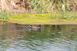 The common moorhen (Gallinula chloropus), also known as the waterhen or swamp chicken, is a bird species in the rail family (Rallidae).