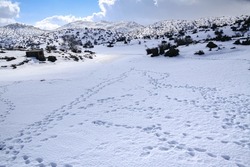 Footsteps on pristine snow, hiking paths and trails at over 2000 m altitude on Psiloritis mountain frozen heights. Heraklion, Crete Greece