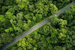 Bird eye view of forest road in Lahugala National park, Sri Lanka. Road covered with giant trees in forest give very reach nature vibe. 

Taken from Drone