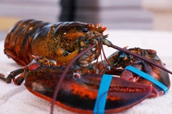 canadian live maine lobster in close up, seafood speciality