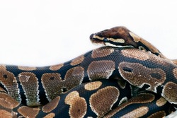 python snake or boa in close up with white background