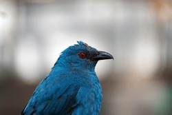 beautiful blue starling bird with red eyes close up in a zoo