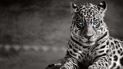 Black and white jaguar ,blue eyes