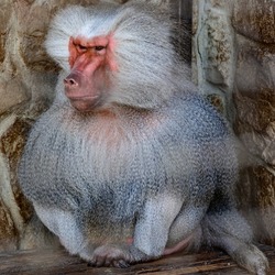 baboon hamadryad in the zoo, the life of an animal in captivity, primates.