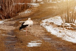 Stork and early spring with snow, migratory stork, birds in Ukraine, a large black and white bird.