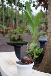 Coconut Tree bonsai, The coconut tree (Cocos nucifera) is a member of the palm tree family (Arecaceae), and grows in tropical regions like Indonesia and the Philippines