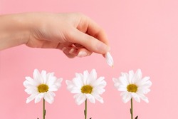 A woman's hand tears the petals from the chamomile flowers. Pink background. The concept of fortune telling and falling in love.