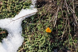 Tiny yellow crocus blooming outof melting snow at sunny spring day