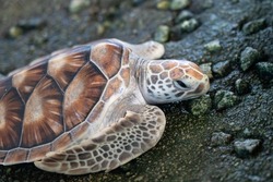 A young sea green turtle is laying on cement ground in water pond at ocean life conservation place. Anima and wildlife photo, eye selective focus.