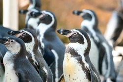 A group of young (african) penguin birds. Animal close-up portrait photo. Selectice focus.