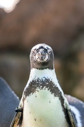 A young (african) penguin bird. Animal close-up portrait photo. Selectice focus.