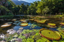 View of some beautiful Victoria Regia plants in a lake at Rio de Janeiro Botanical Garden