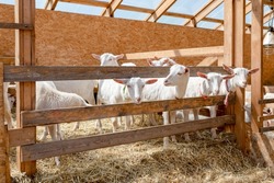 Farm animals in a clean, bright shelter. White goats stick their heads through wooden bars of stable. Breeding of farm animals. Production of milk, handmade cheeses