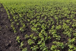 Beds of young soybeans on black soil. Soybeans grow in experimental fields