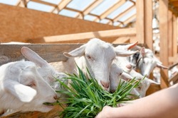 Young white goats eat juicy green grass from the farmer's hands. Breeding of farm animals. Production of milk, handmade cheeses