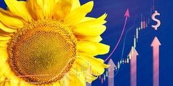 Sunflower flower and ascending charts with a dollar sign on a blue background. Inflation, rising sunflower oil prices, global food crisis
