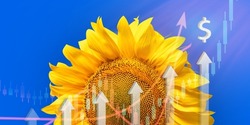 Sunflower flower and ascending charts with a dollar sign on a blue background. Inflation, rising sunflower oil prices, global food crisis