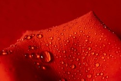 Dew or rain drops on a red rose petal on a red background. Beautiful natural background. Copy Space