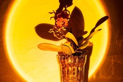 Artistic composition with beautiful potted orchid flower in sunset light with hard shadows.