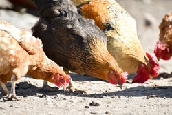 Domestic hens on the farmyard  eating corn,spring time rural wildlife on the farmyard