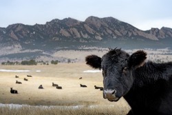 A black cow in front of the flatirons in Boulder, Colorado