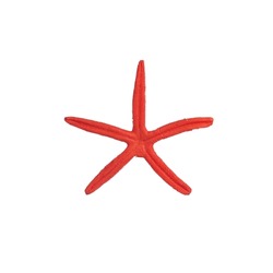red starfish decor on a white background
