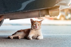 A street stray cat sit back to resting and looking something near exhaust pipe under a parked car in urban. Homeless animals concept. Dangerous for cats ,Caution
