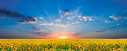 Beautiful sunrise on sunflower field