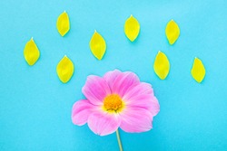 Pink dahlia and yellow petals on a blue background. Bright floral image. Weather concept. Top view, minimalism, copy space.