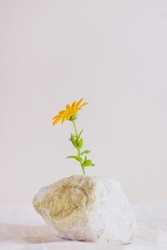 Orange flower on a stone, light pastel background. Tranquility concept.