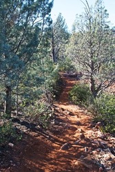 The Peccary Trail in Sedona, Arizona makes its way through woodland composed of Pinon Pines and Juniper trees.