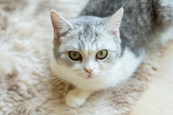 Cat with head tilted indoors. Cat is looking at camera. Portrait of a cat with big eyes.