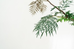 Southern Silky Oak, Silky-oak, green leaf isolate on white background.