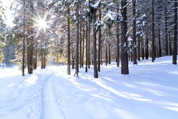 Beautiful winter landscape with pathway and northern sun in coniferous forest