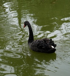 bird water swan animal gentle