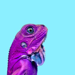  Isolated colorful lizard, chameleon photography