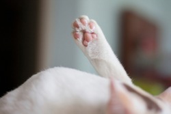 Close Up of a cat’s paws, while white cat cleaned itself.