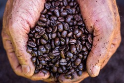 Farmer holds roasted coffee beans in his hand. Agribusiness and production concept
