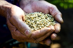 Farmer holds raw coffee beans in his hand. Agribusiness concept