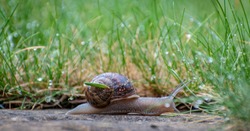 Snail crawling along a path next to wet grass. Close up of the snail taken from side view. Snail has some grass stuck to its shell. Snail is moving into the wet grass.