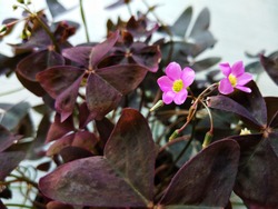 Oxalis latifolia 'Maroon Leaf' is evergreen with cycles of lilac flower clusters blooming throughout the seasons.