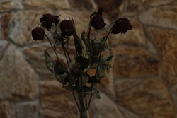 Withered red roses, flowers almost dead.