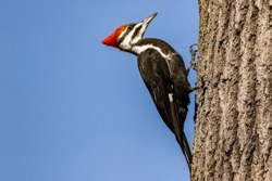 Pileated Woodpecker perched on tree. 
