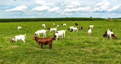 A herd of boer goats in a pasture. 