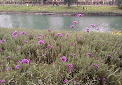 Purple flowers by the river bank. At Taichung city, Taiwan.In November 2018.