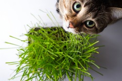The cat is eating the grass 4