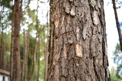 Close up view of pine bark in a pine forest about the botany of pines, trees, forests, pine forests