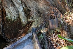 Аishing boat tied to a tree with a chain. Old padlock on a chain. Rusty chain wrapped around tree and the padlock on the large tree trunk background. Crust and metal chain texture