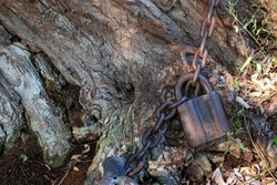 Old padlock on a chain. Tree, tied in chains. Rusty chain wrapped around tree and the padlock on the large tree trunk background. Crust and metal chain texture. 